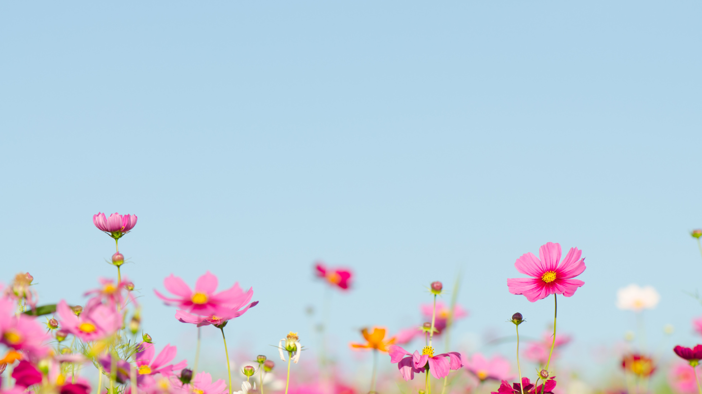 a light blue sky background with pink flowers up front